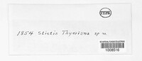 Stictis thierryana image